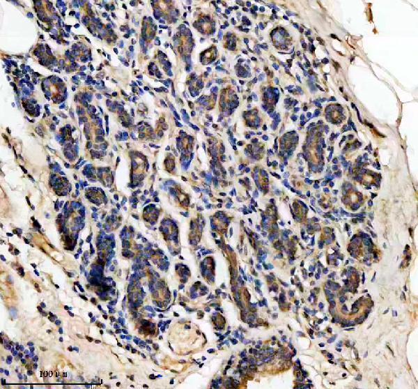 a07554 lars2 primary antibodies ihc testing 2