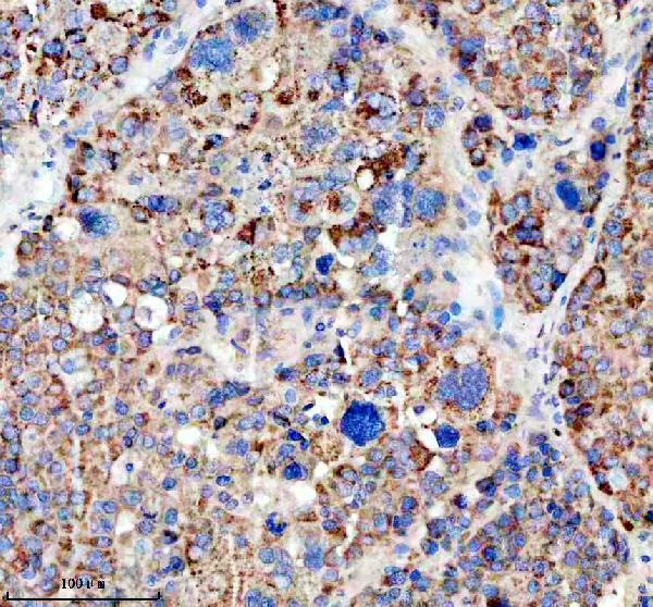 a07554 lars2 primary antibodies ihc testing 3