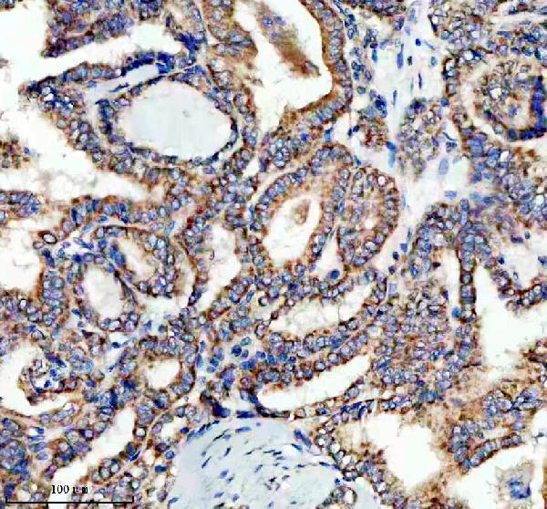 a07554 lars2 primary antibodies ihc testing 4