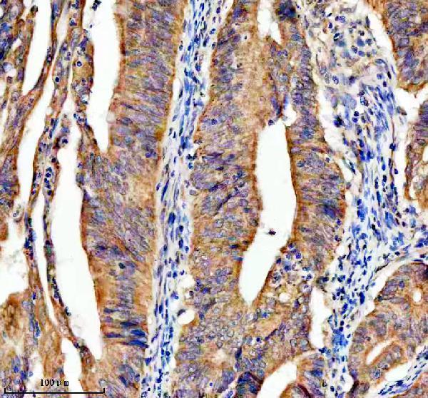 a07554 lars2 primary antibodies ihc testing 5