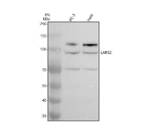 a07554 lars2 primary antibodies wb testing 1