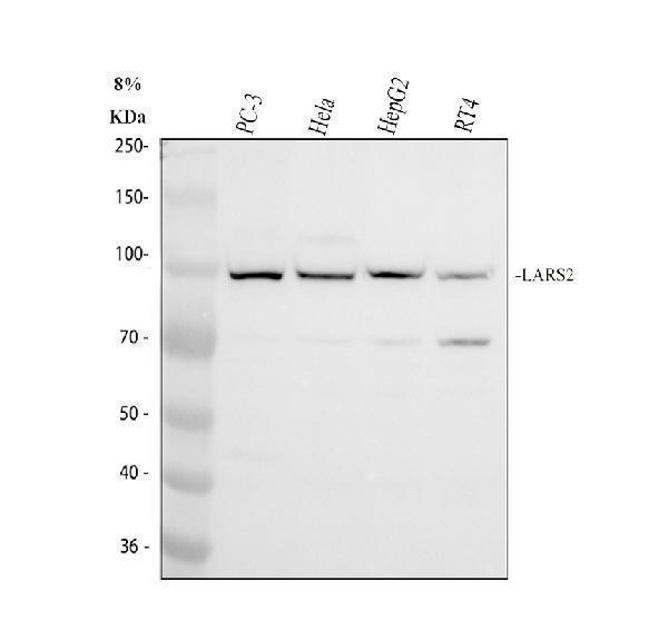 a07554 lars2 primary antibodies wb testing 2