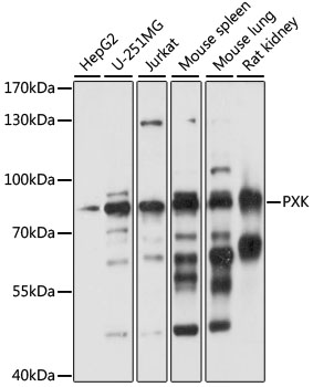 Western blot analysis of extracts of various cell lines, using PXK antibody  at 1:1000 dilution