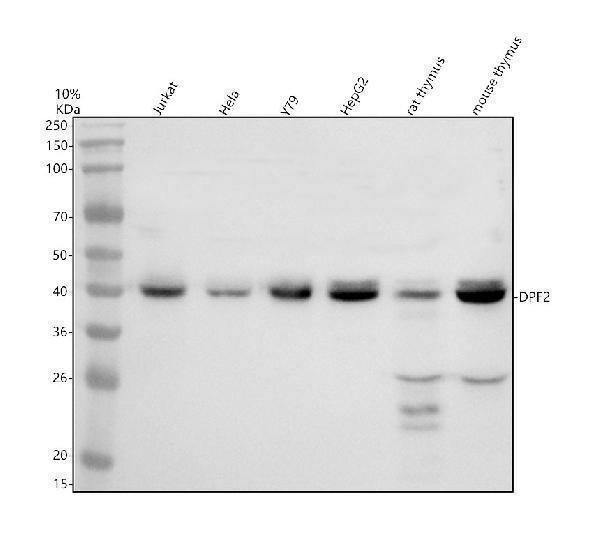 Western blot analysis of DPF2 using anti-DPF2 antibody (A07556-3)