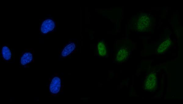 a07557 2 slu7 primary antibodies if testing 5
