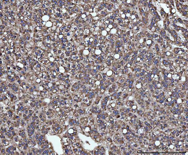 a07557 2 slu7 primary antibodies ihc testing 4