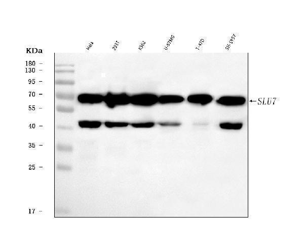 Western blot analysis of SLU7 using anti-SLU7 antibody (A07557-2)