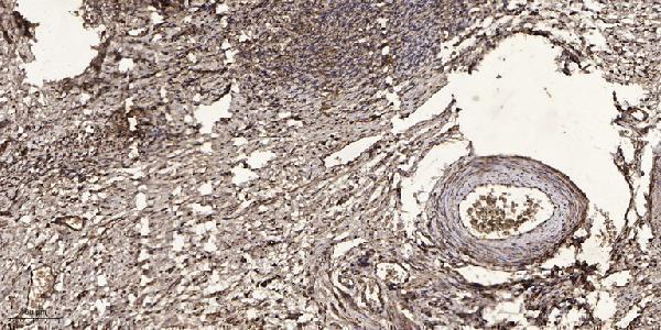 a07557 slu7 primary antibodies ihc testing 1