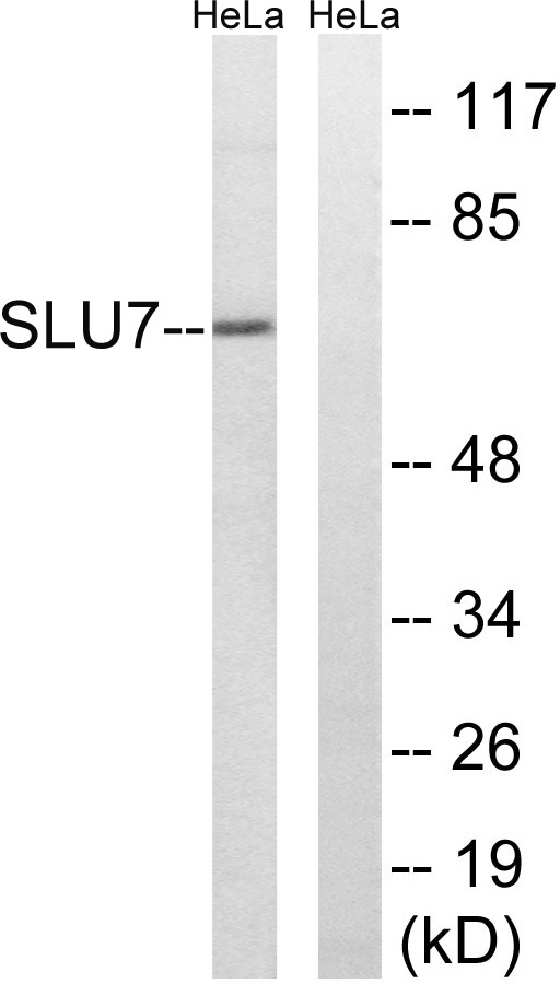 a07557 slu7 primary antibodies wb testing 2