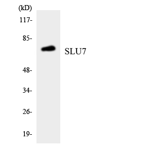 a07557 slu7 primary antibodies wb testing 3