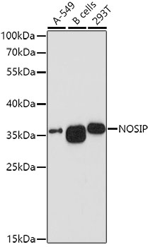 a07558 nosip primary antiboties wb testing 1