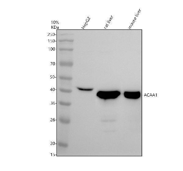 a07559 4 acaa1 primary antibodies wb testing 1