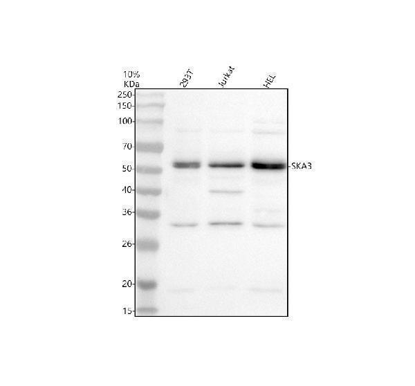 Western blot analysis of SKA3 using anti-SKA3 antibody (A07561-1)