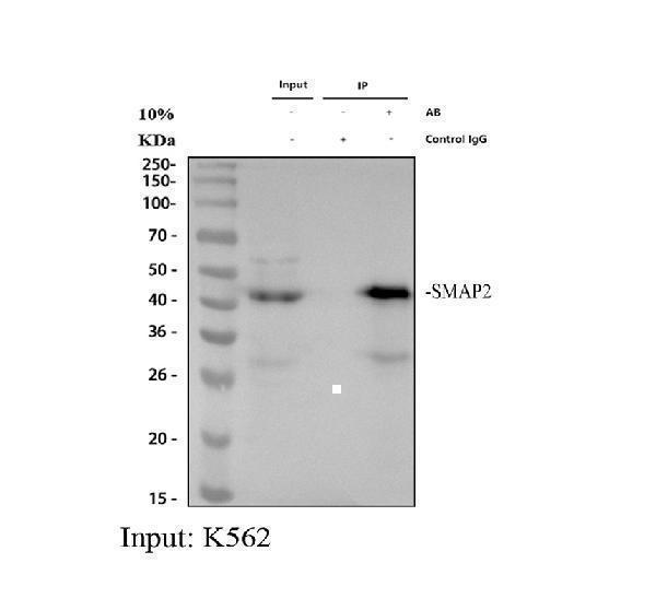 a07564 1 smap2 primary antibodies ip testing 1