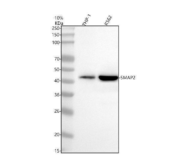 a07564 1 smap2 primary antibodies wb testing 1