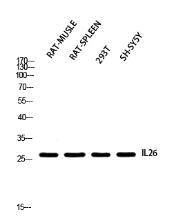 a07565 il26 primary antibodies wb testing 1