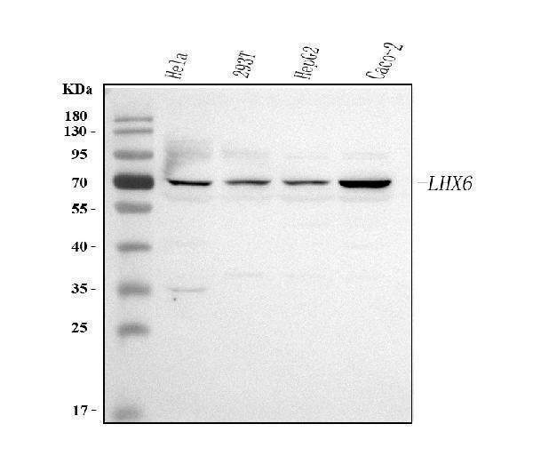 a07568 1 lhx6 primary antibodies wb testing 1