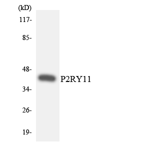 a07573 p2ry11 primary antibodies wb testing 1