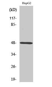 a07573 p2ry11 primary antibodies wb testing 2