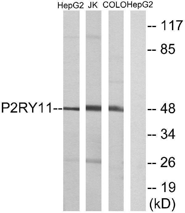 a07573 p2ry11 primary antibodies wb testing 3