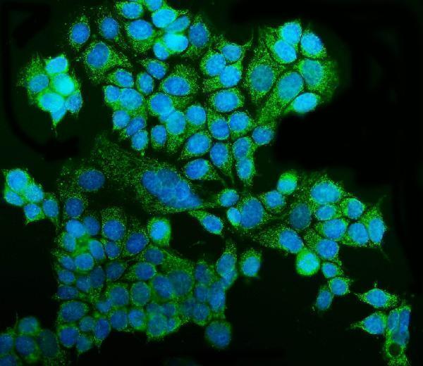 a07576 2 grsf1 primary antibodies if testing 6