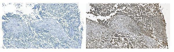 a07576 2 grsf1 primary antibodies ihc testing 4