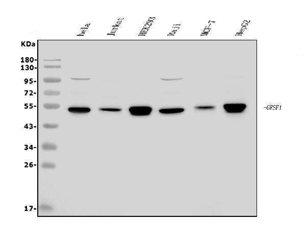 a07576 2 grsf1 primary antibodies wb testing 1_1
