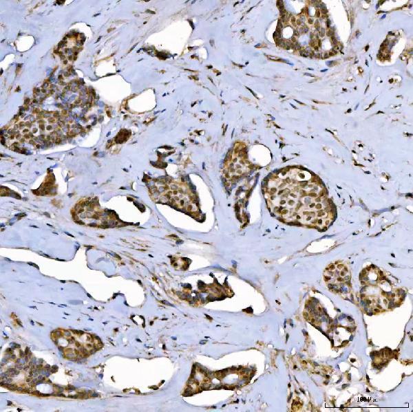 a07578 1 sap130 primary antibodies ihc testing 4