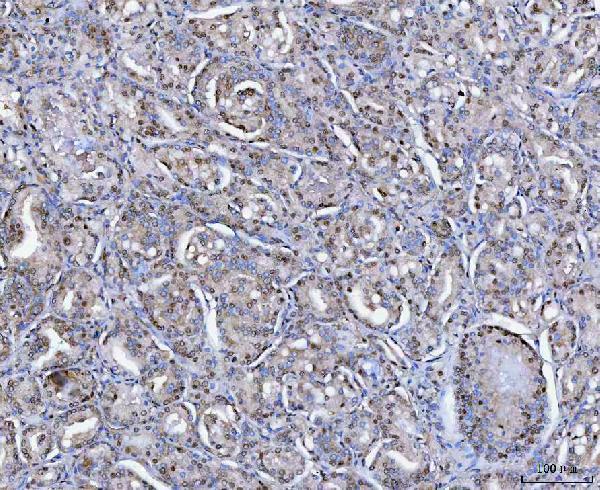 a07578 1 sap130 primary antibodies ihc testing 8