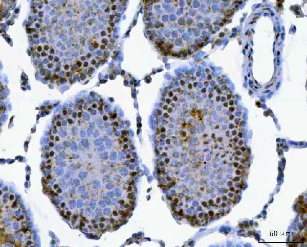 a07578 1 sap130 primary antibodies ihc testing 9