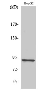 a07580 1 chsy1 primary antibodies wb testing 2