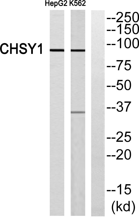 a07580 1 chsy1 primary antibodies wb testing 3