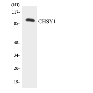 a07580 1 chsy1 primary antibodies wb testing 4