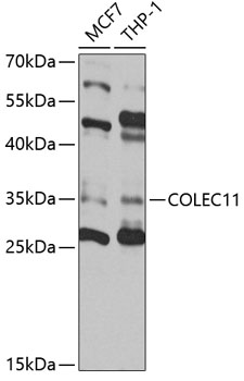 a07583 colec11 primary antiboties wb testing 1