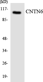 a07585 cntn6 primary antibodies wb testing 1