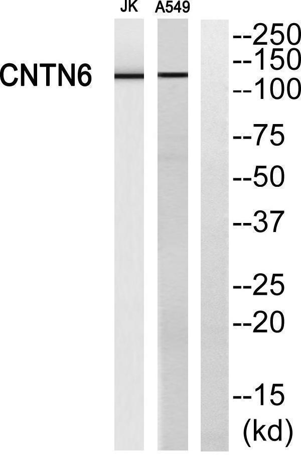 a07585 cntn6 primary antibodies wb testing 2