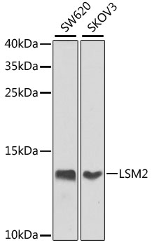 a07586 1 lsm2 primary antiboties wb testing 1