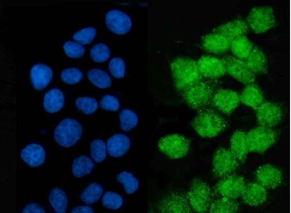 a07586 2 lsm2 primary antibodies if testing 15