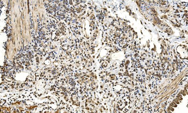 a07586 2 lsm2 primary antibodies ihc testing 13