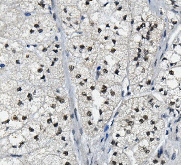 a07586 2 lsm2 primary antibodies ihc testing 3
