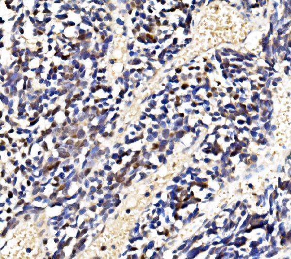 a07586 2 lsm2 primary antibodies ihc testing 4