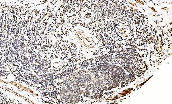 a07586 2 lsm2 primary antibodies ihc testing 5