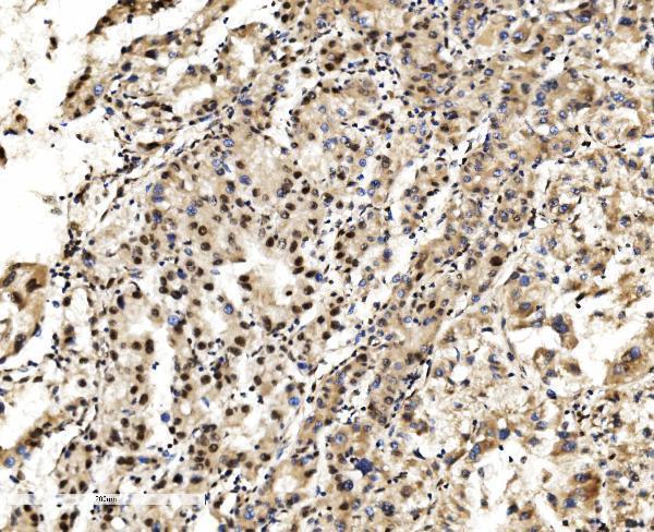 a07586 2 lsm2 primary antibodies ihc testing 9