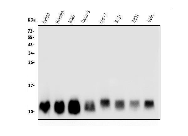  Western blot analysis of LSM2 using anti-LSM2 antibody (A07586-2)