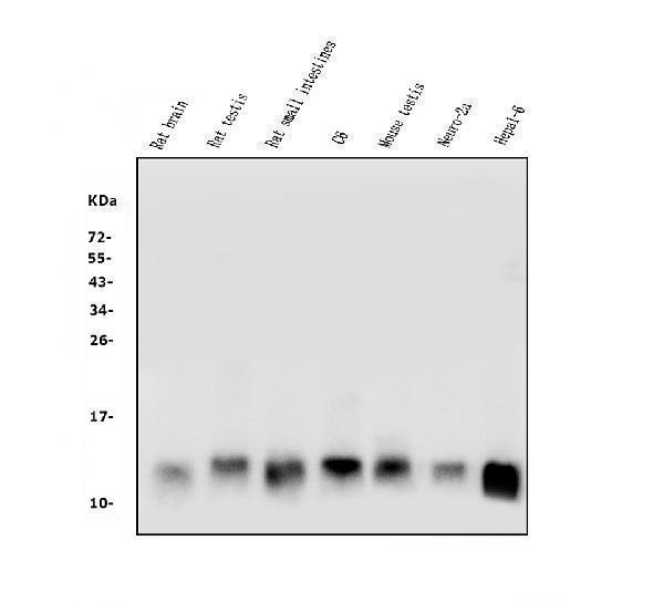  Western blot analysis of LSM2 using anti-LSM2 antibody (A07586-2)