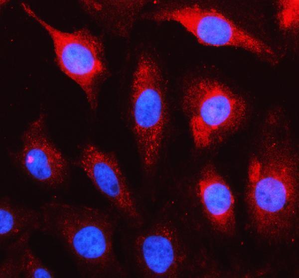 a07590 3 gulp1 primary antibodies if testing 1