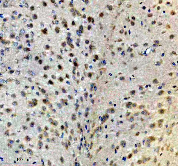 a07590 3 gulp1 primary antibodies ihc testing 1