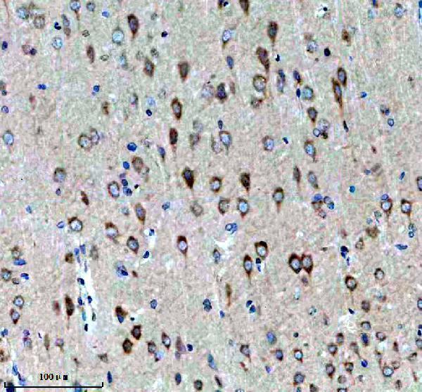 a07590 3 gulp1 primary antibodies ihc testing 2