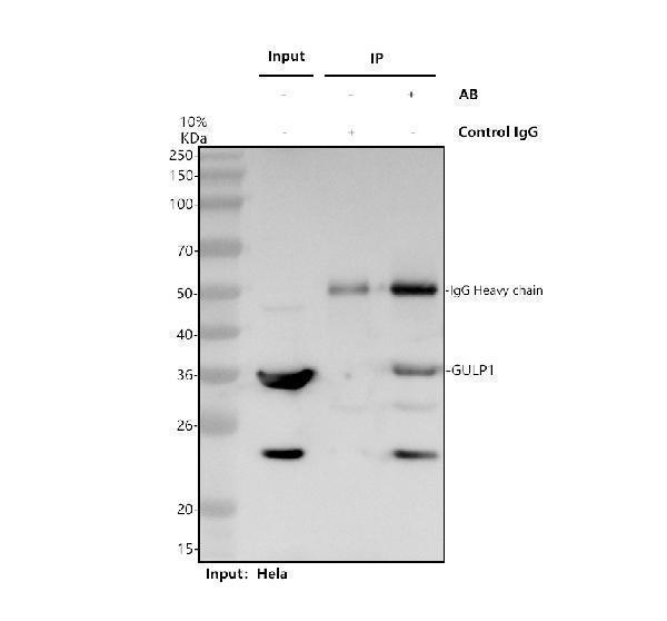 a07590 3 gulp1 primary antibodies ip testing 1