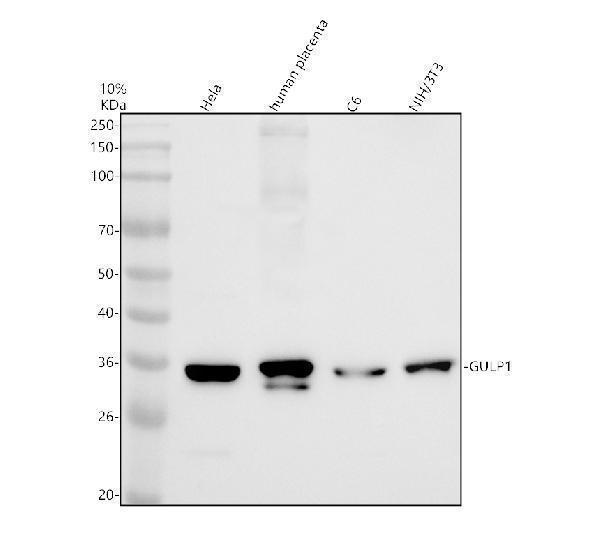 a07590 3 gulp1 primary antibodies wb testing 1